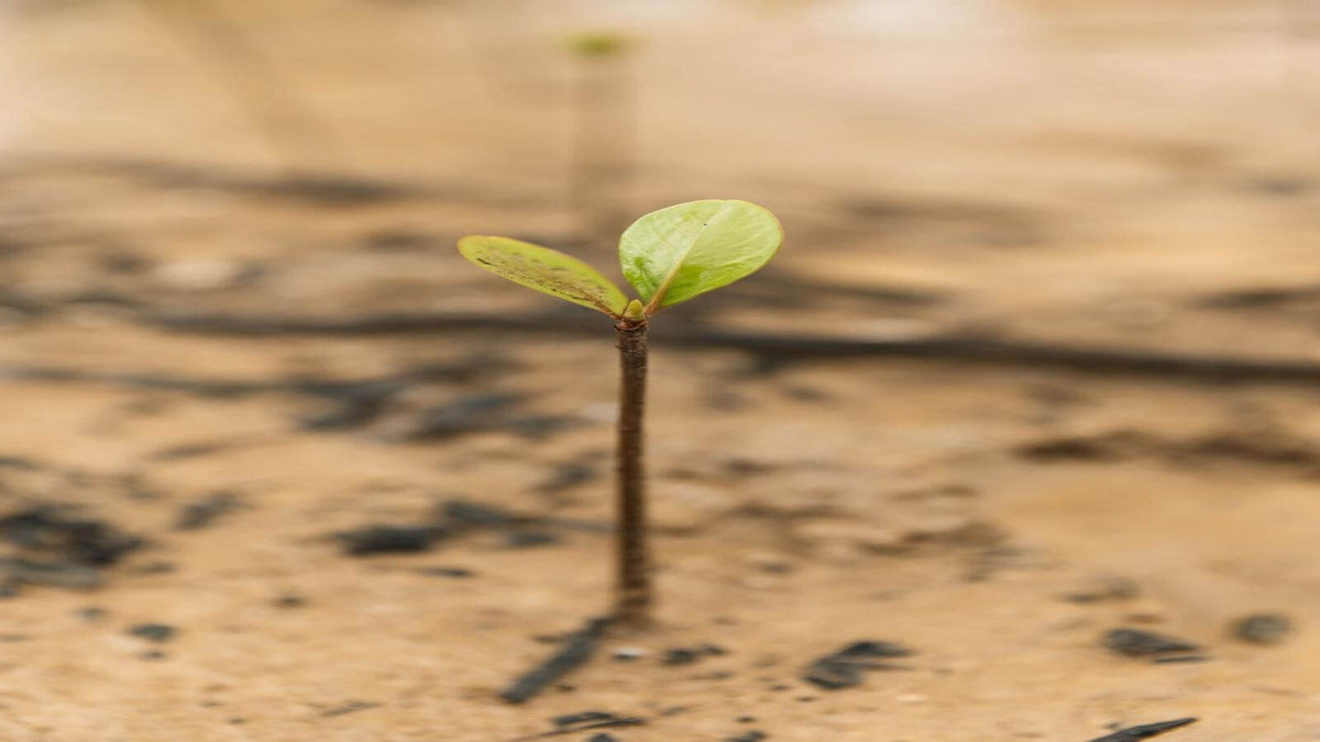 🌳 Voor elke B2B-fietshelm planten wij een boom – zo maken we samen impact