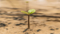 🌳 Voor elke B2B-fietshelm planten wij een boom – zo maken we samen impact