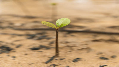 🌳 Voor elke B2B-fietshelm planten wij een boom – zo maken we samen impact